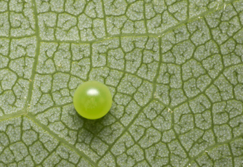 Eastern Tiger
Swallowtail Egg